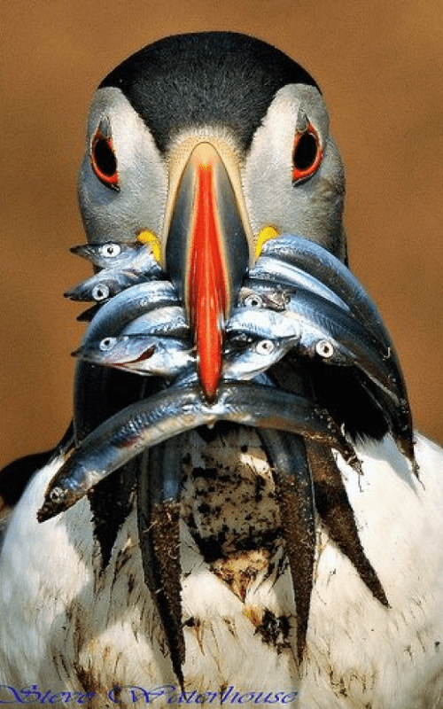 Gourmandise Oiseau avec trop de sardines dans son bec