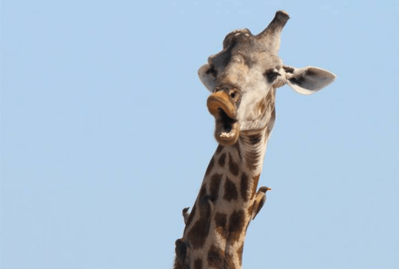 Girafe qui chante